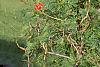 Ipomoea x multifida, habit