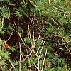 Ipomoea x multifida, habit