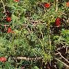 Ipomoea x multifida, habit