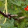 Ipomoea x multifida, flowers