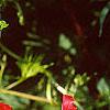 Ipomoea x multifida, flowers