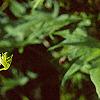 Ipomoea x multifida, flowers