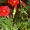 Ipomoea x multifida, flowers