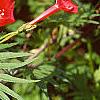 Ipomoea x multifida, flowers
