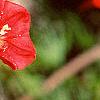 Ipomoea x multifida, flowers