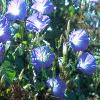 Ipomaea tricolor 'Midnight Blue', habit