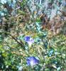 Ipomaea tricolor 'Midnight Blue', habit