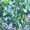 Ipomaea tricolor 'Midnight Blue', habit