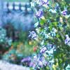 Ipomaea tricolor 'Midnight Blue', habit