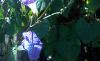 Ipomaea tricolor 'Midnight Blue', habit