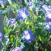 Ipomaea tricolor 'Midnight Blue', habit