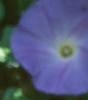 Ipomaea tricolor 'Midnight Blue', flowers