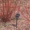 Cornus alba 'Alleman's Compact', habit