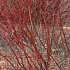 Cornus alba 'Alleman's Compact', habit