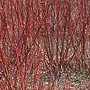 Cornus alba 'Alleman's Compact', habit