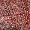 Cornus alba 'Alleman's Compact', habit