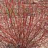 Cornus alba 'Alleman's Compact', habit