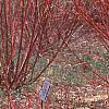 Cornus alba 'Alleman's Compact', habit