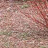 Cornus alba 'Alleman's Compact', habit
