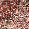 Cornus alba 'Alleman's Compact', habit