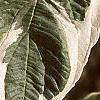 Cornus alba 'Argenteo-marginata', leaves