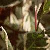 Cornus alba 'Argenteo-marginata', leaves