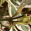 Cornus alba 'Argenteo-marginata', leaves