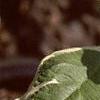 Cornus alba 'Argenteo-marginata', leaves