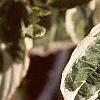 Cornus alba 'Argenteo-marginata', leaves