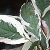 Cornus alba 'Bailhalo', leaves