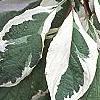 Cornus alba 'Bailhalo', leaves