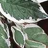 Cornus alba 'Bailhalo', leaves