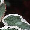 Cornus alba 'Bailhalo', leaves