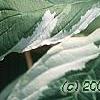 Cornus alba 'Bailhalo', leaves