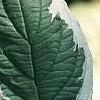 Cornus alba 'Bailhalo', leaves