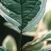Cornus alba 'Bailhalo', leaves