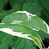 Cornus alba 'Bailhalo', leaves