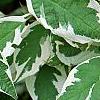 Cornus alba 'Bailhalo', leaves