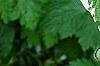 Cornus alba 'Bailhalo', leaves