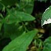 Cornus alba 'Bailhalo', leaves