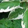 Cornus alba 'Bailhalo', leaves