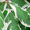 Cornus alba 'Bailhalo', leaves