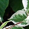 Cornus alba 'Bailhalo', leaves