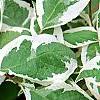 Cornus alba 'Bailhalo', leaves