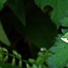 Cornus alba 'Bailhalo', leaves
