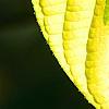 Cornus alternifolia 'WStackman' PP#11,287, leaves