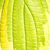 Cornus alternifolia 'WStackman' PP#11,287, leaves