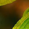 Cornus alternifolia 'WStackman' PP#11,287, leaves