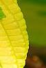 Cornus alternifolia 'WStackman' PP#11,287, leaves