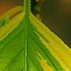 Cornus alternifolia 'WStackman' PP#11,287, leaves
